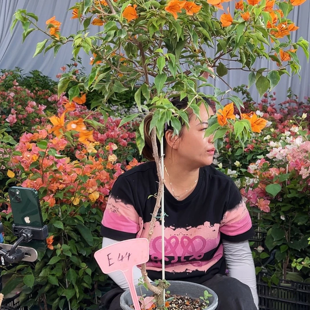 白***瑰大部分花苞少量开放E44橙桑巴