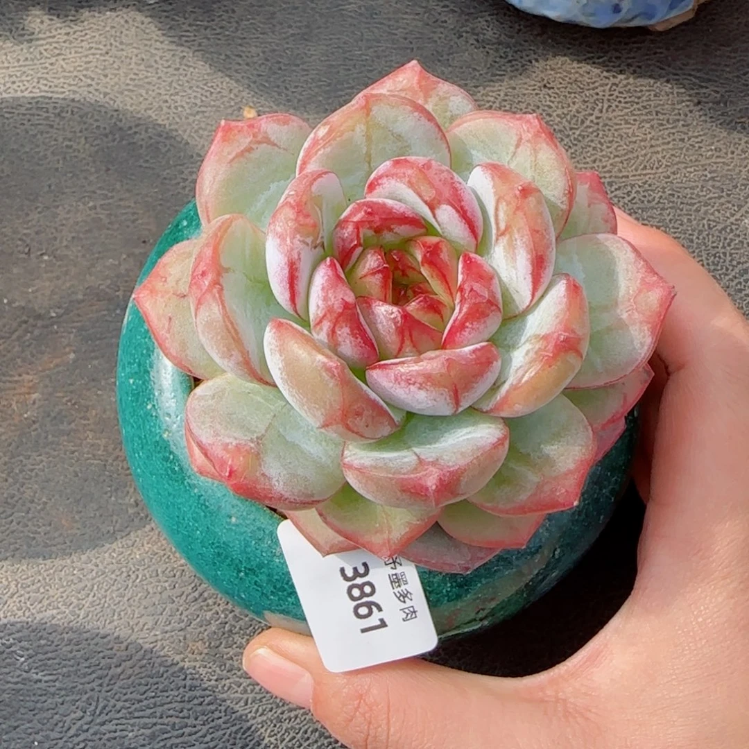 雪色浪漫，3861多肉植物