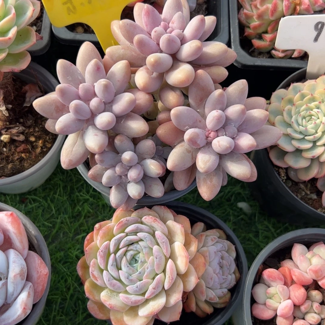 粉色恋人多肉植物