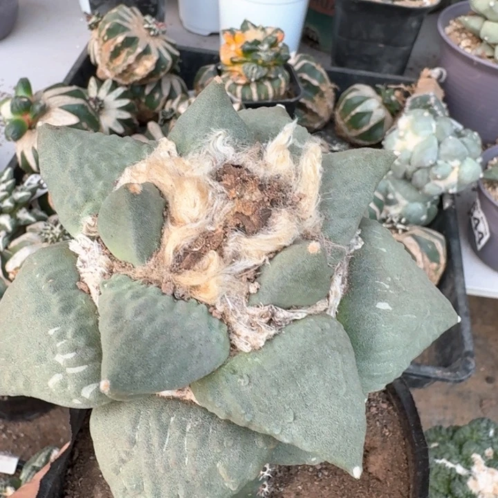 942苗接大龙鳞牡丹仙人球