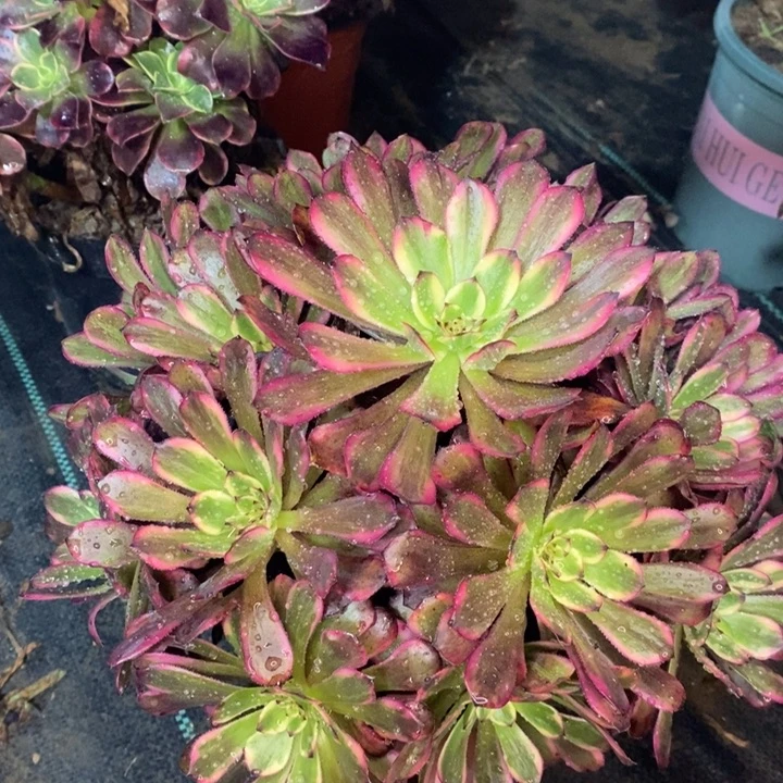 红金刚多肉植物73