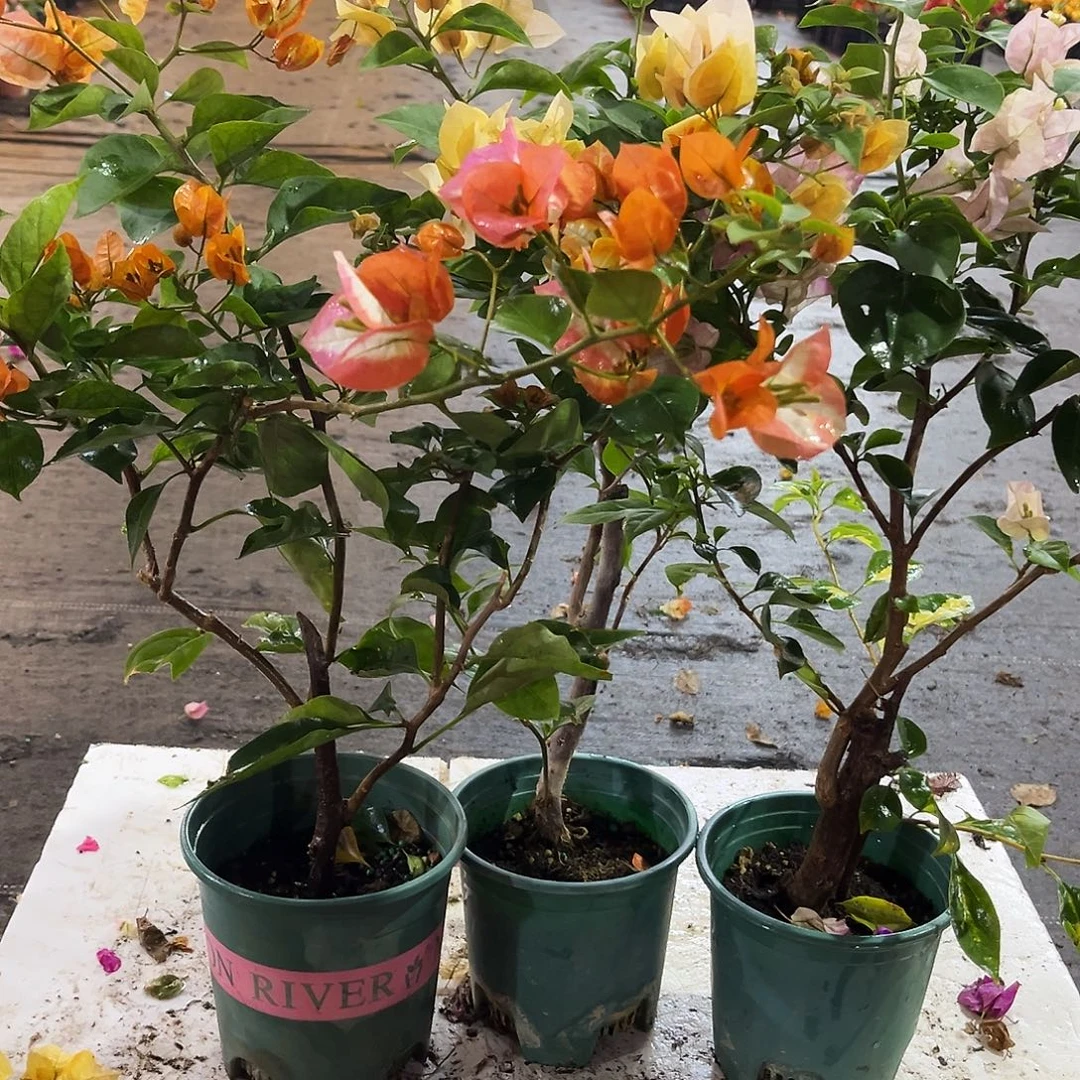 大部分花苞少量开放凤凰，苏瓦娜，奶油