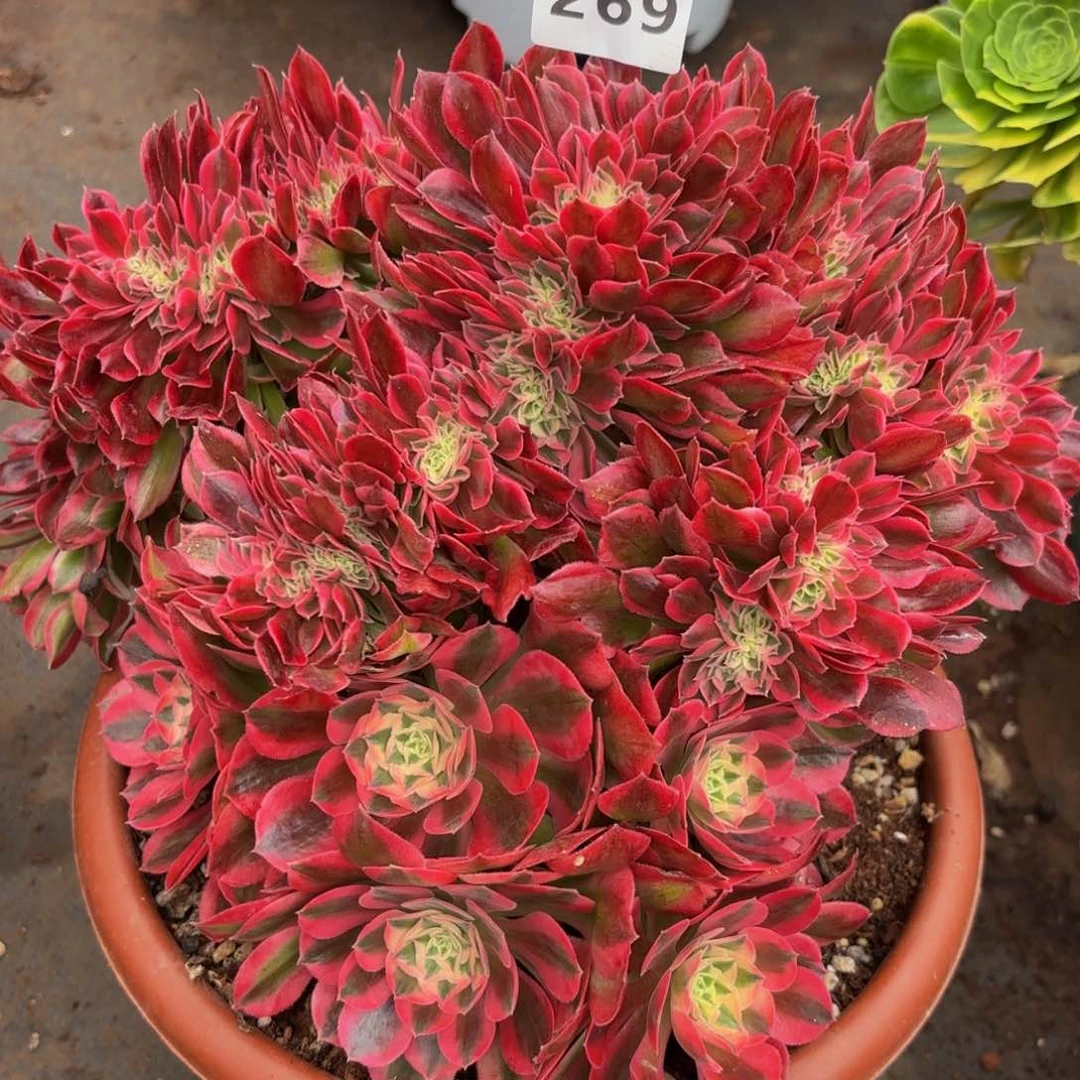 269多肉植物女巫缀