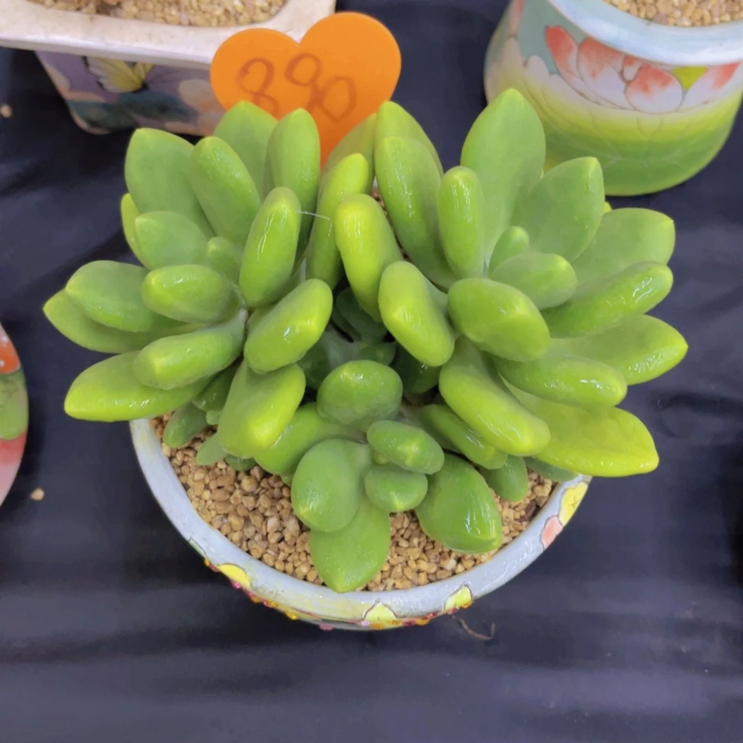 *****890号多肉植物一物一拍