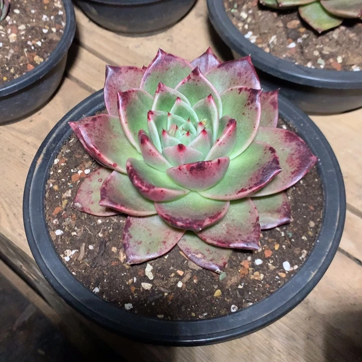 美肉特价活动开始啦