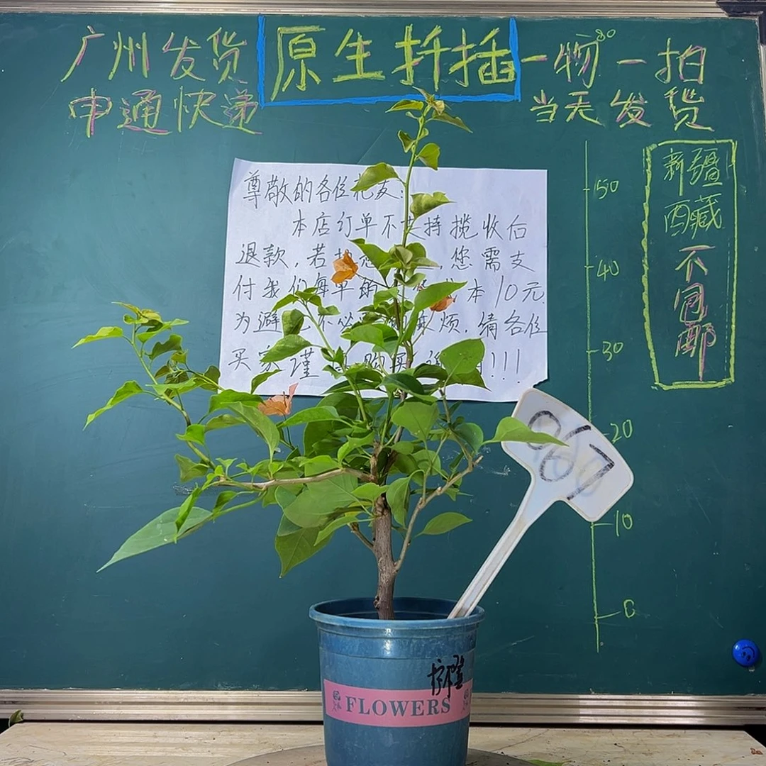 当前无花栽培后可以开花 柠檬橙 067
