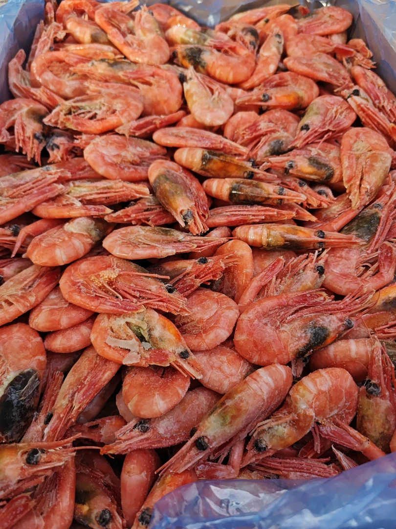 海藻头北极甜虾味道鲜美