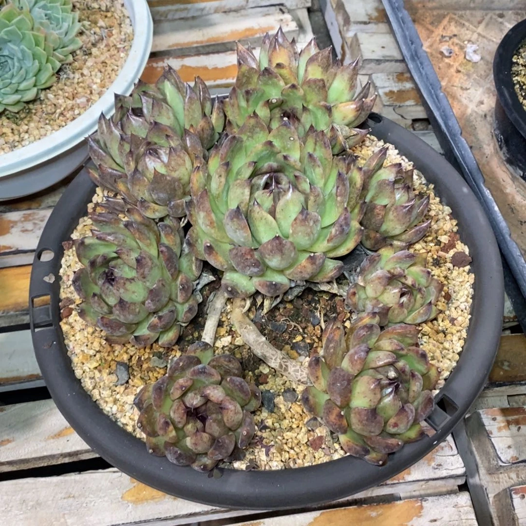 啊军喵多肉黑水晶手捧