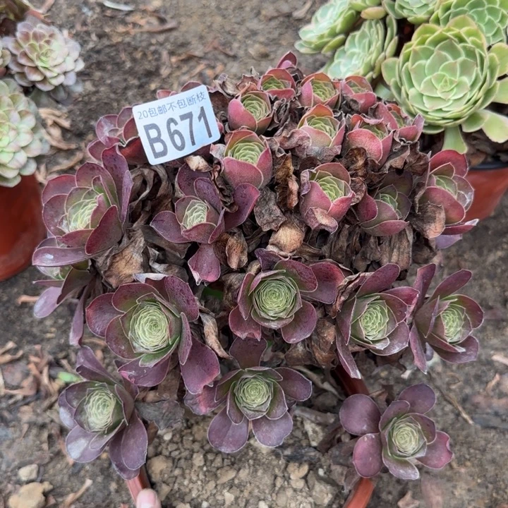 魅金……多肉植物……