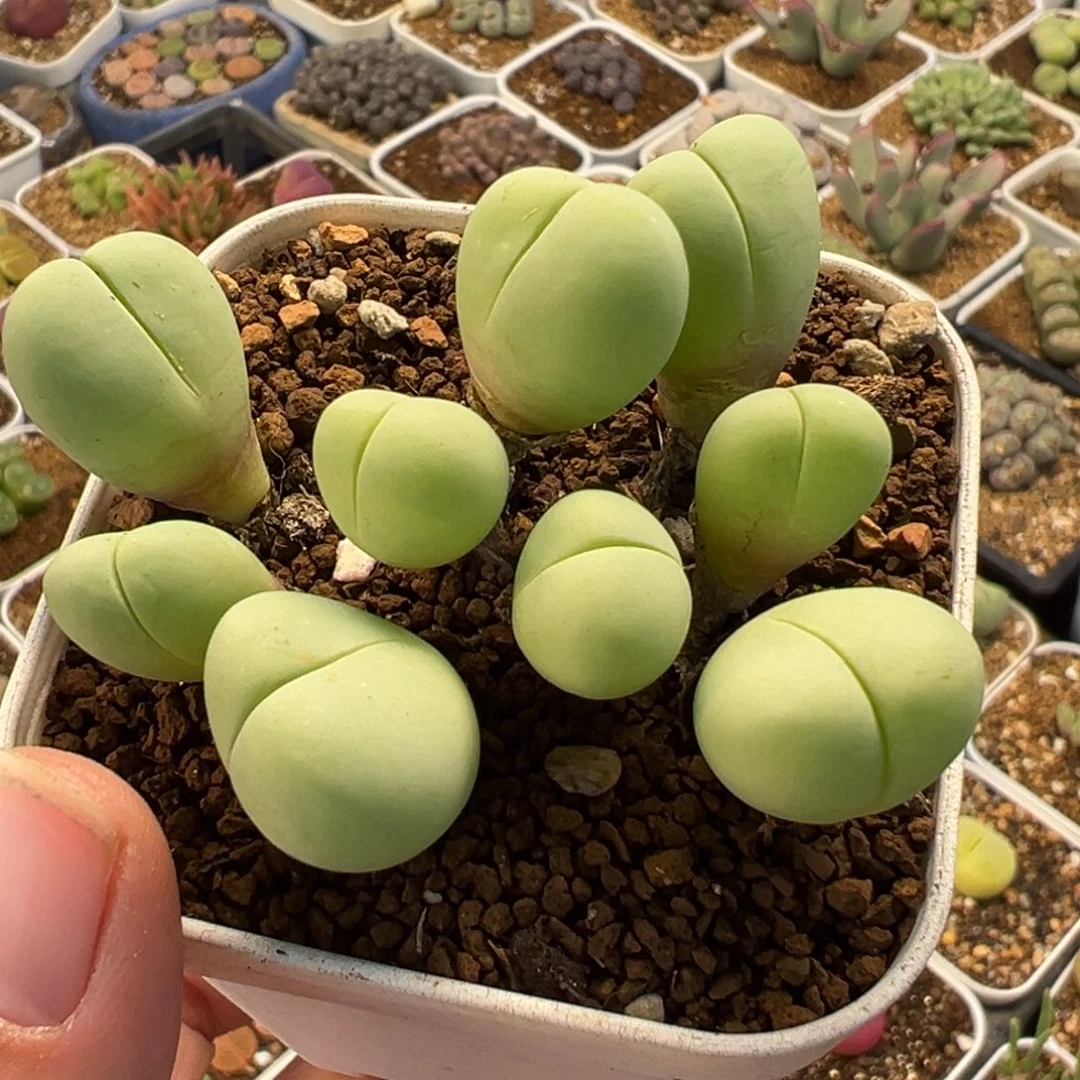 751多肉植物种类多样