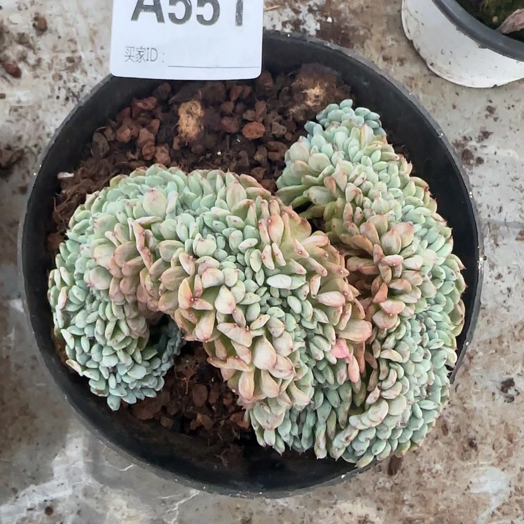 白胖子缀化A551号yuio