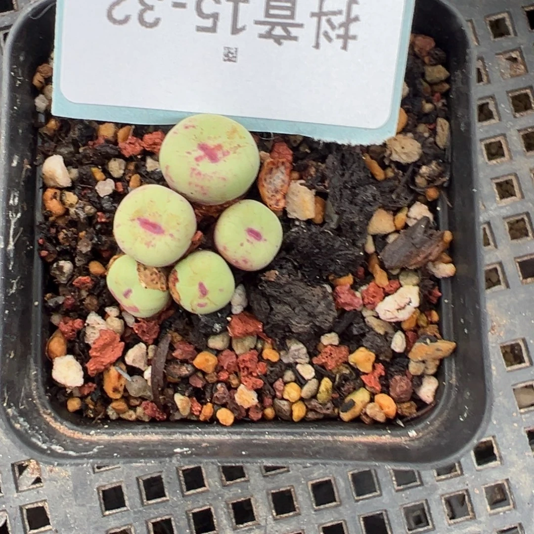 佛***怀15-32肉锥多肉植物