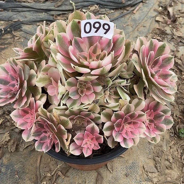 粉女巫99多肉不包断裸根不包断