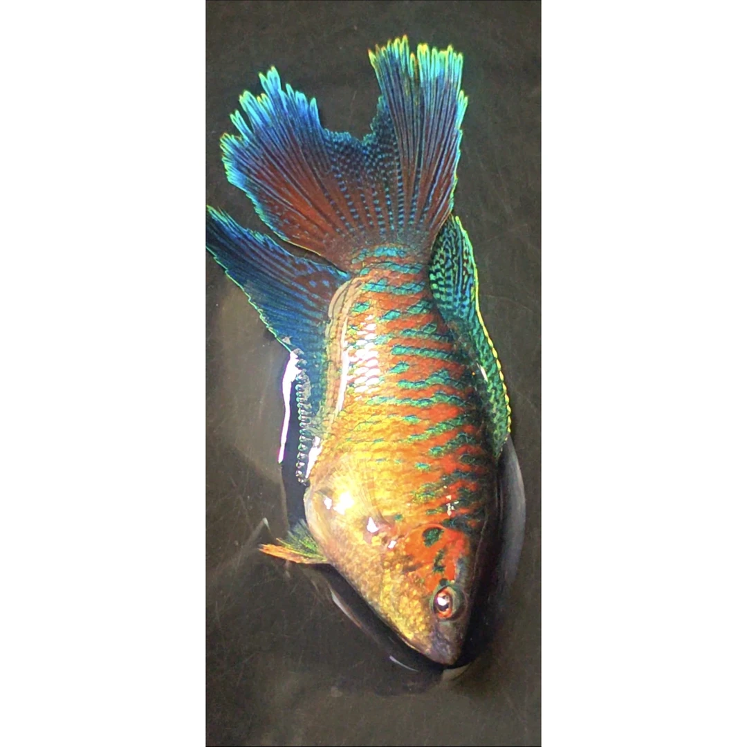 观赏鱼斗鱼直播专用链接一物一拍截图后付款