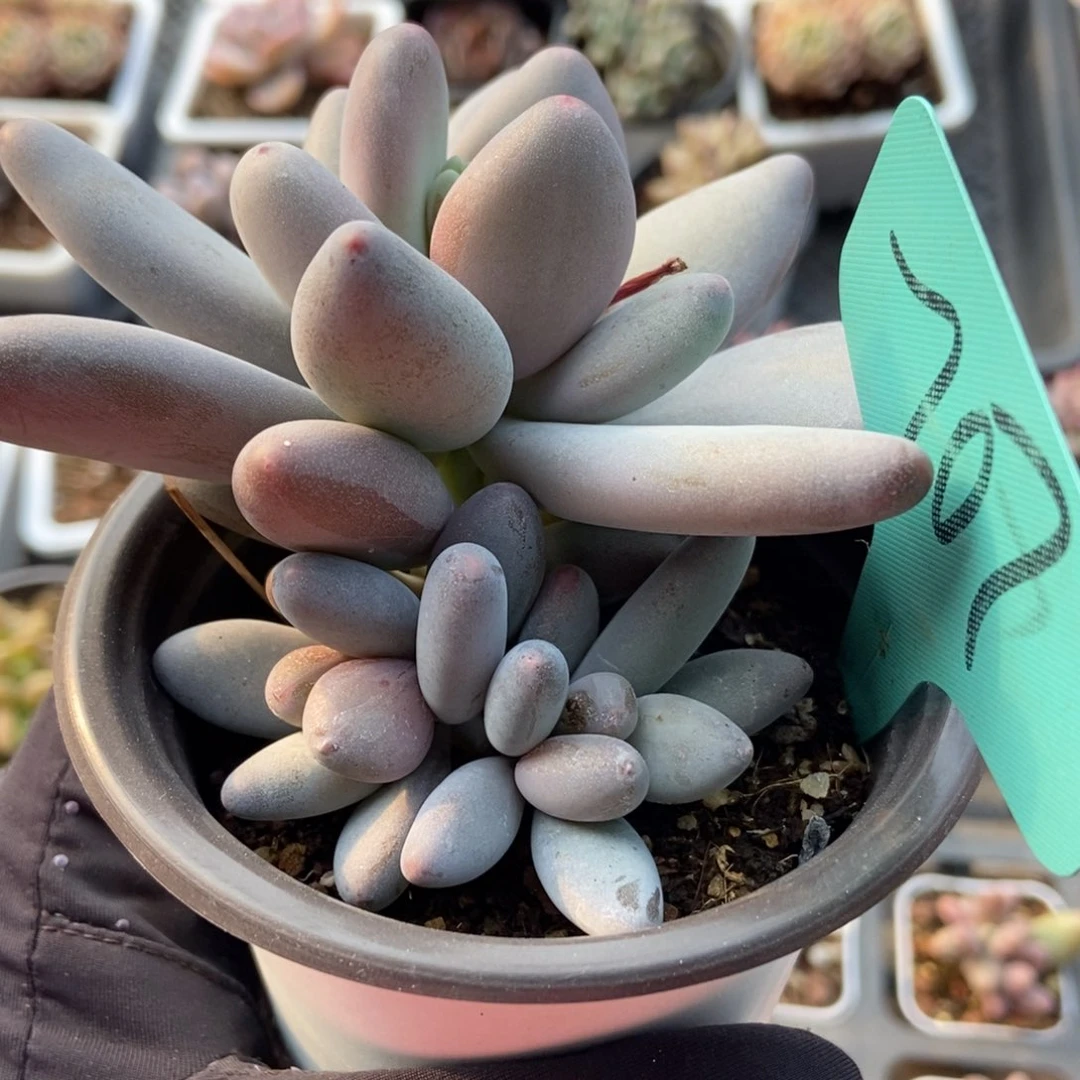 707白兰地多肉植物保护