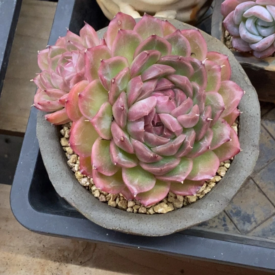 精品多肉一物一拍不包整218