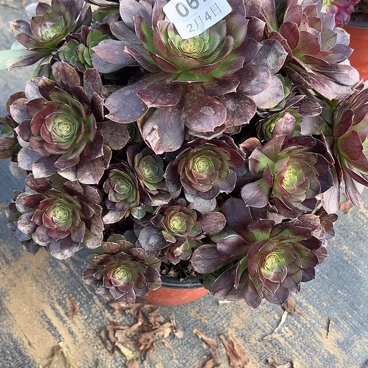 2.4-67赤炎莲多肉