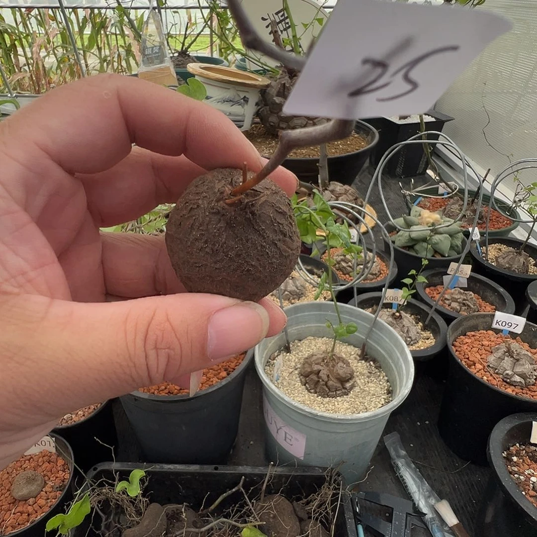多肉植物专拍 一物一拍 南非龟甲龙25