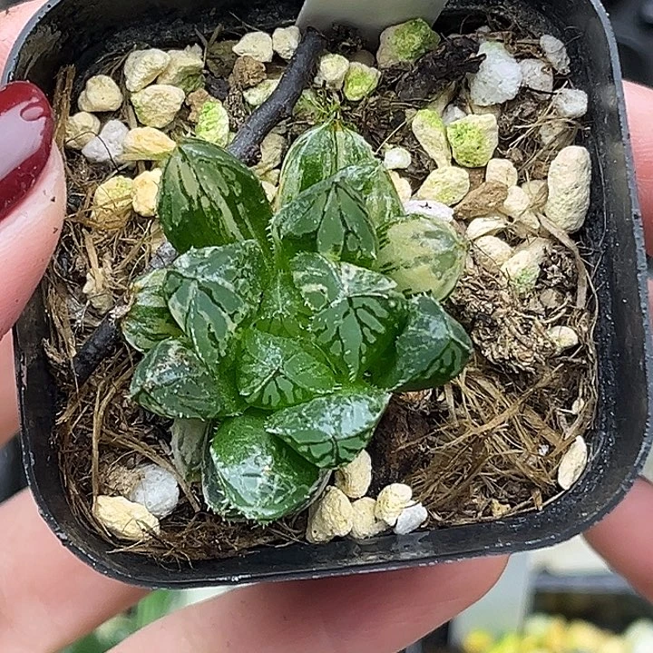 86大叶楼兰玉露锦