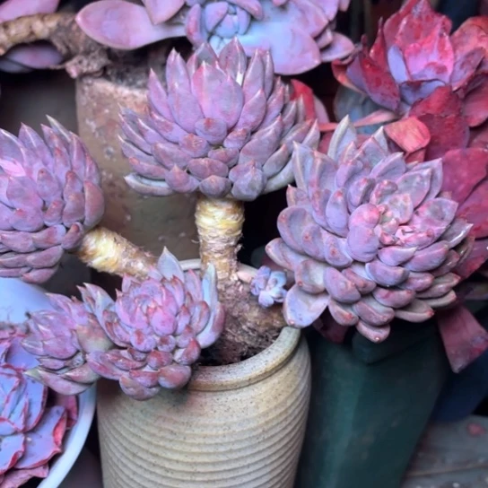 永****司多肉植物的植物