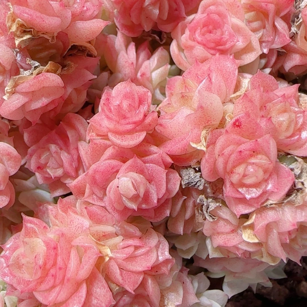 花语多肉1216-05开播福利散