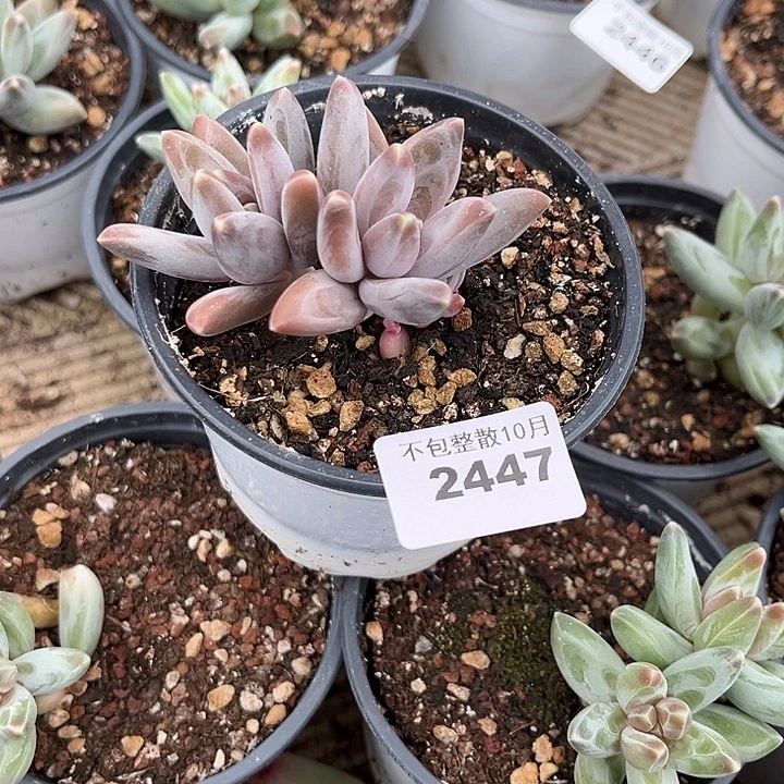 微***微阿雅园艺。       2447