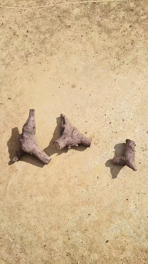 映山红老鸦雀梅生桩