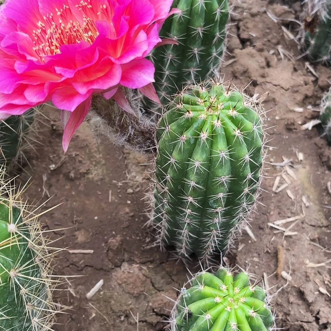 123 带根毛花瑕疵瑕疵