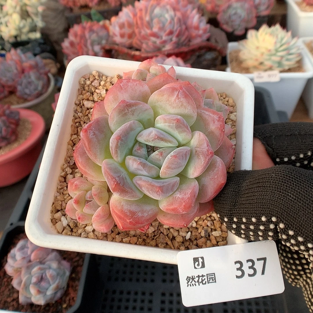 337梦露sp多肉植物6666