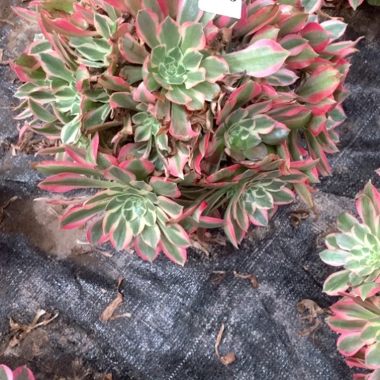 多肉植物女巫040