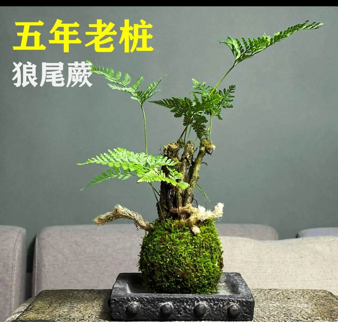 狼尾蕨老桩假山造景耐干耐湿易养绿植吸水石盆景盆栽老苗造景植物