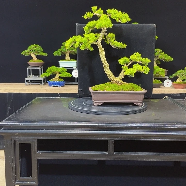 无花朵黄杨盆景四季常绿不落叶