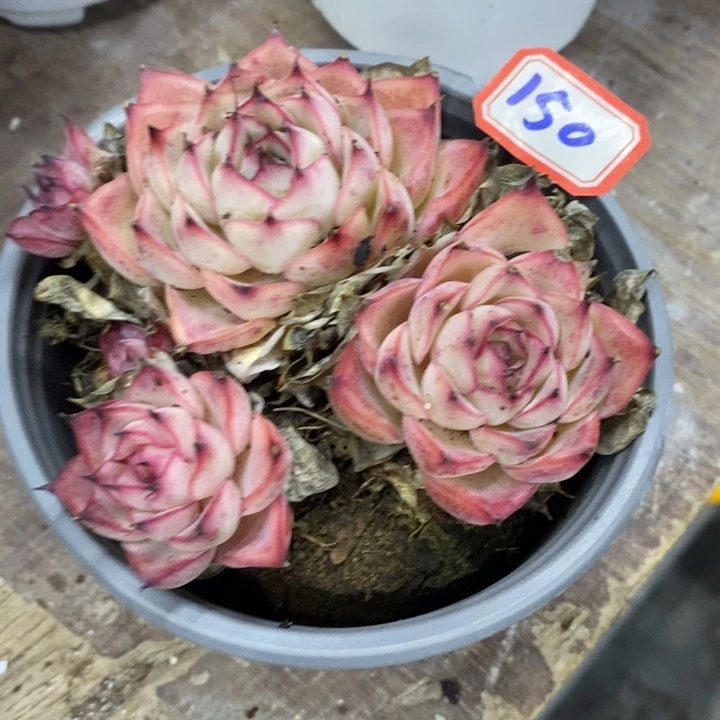 煊*妈一物一拍荷花杂多肉150