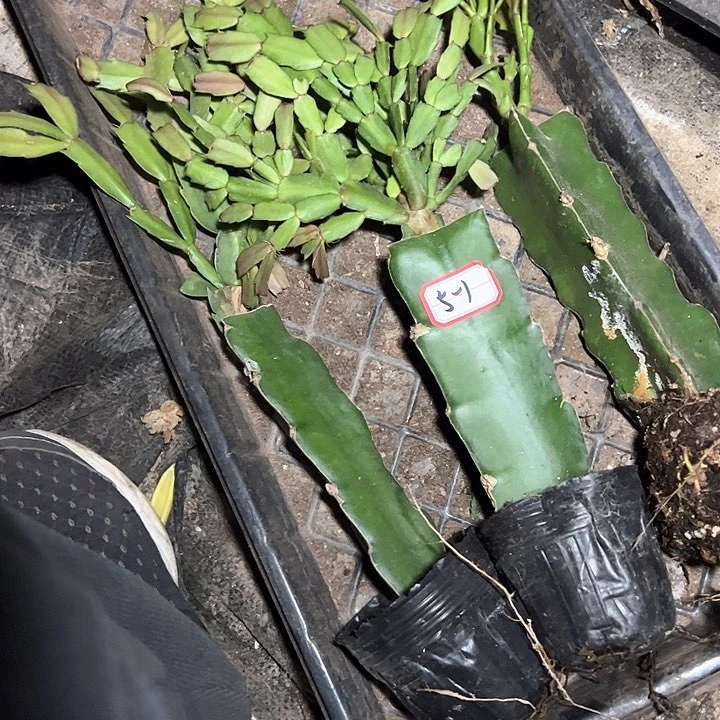 三颗嫁接小破苗无售后5-1