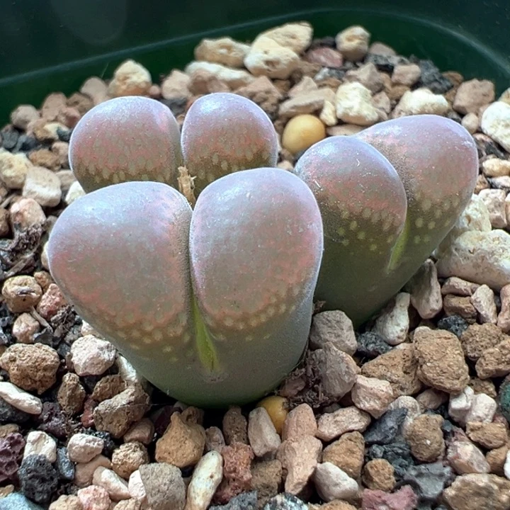 *****327。青蛙种源优选鲑鱼粉