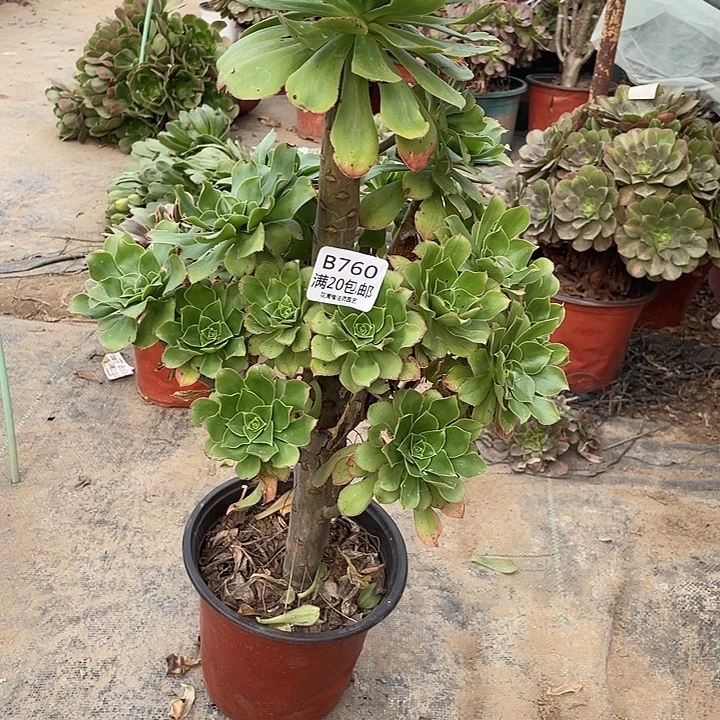 760大叶绿玫瑰多肉法师