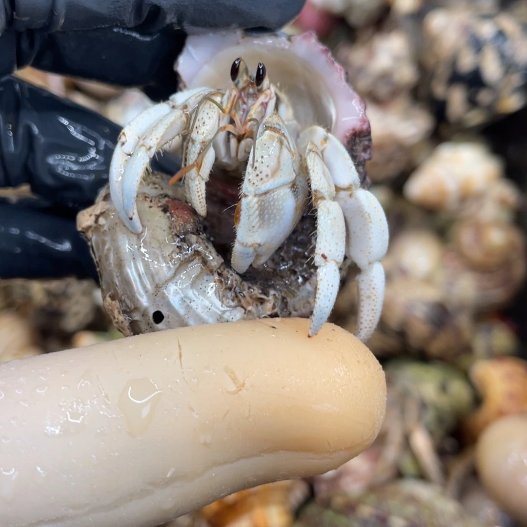 不退不换活体宠物64