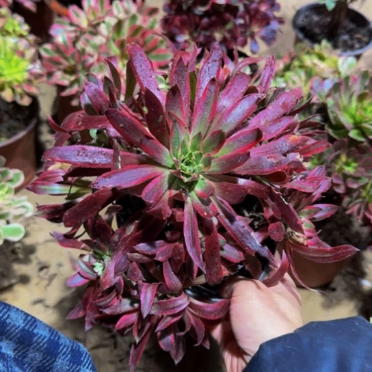 孔雀锦9.9多肉植物