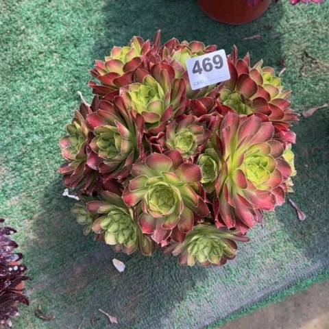 469韶华朵朵多肉，