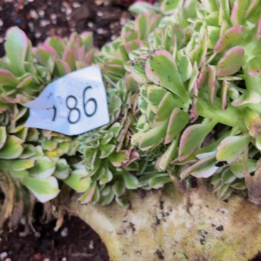 〽️多肉植物福利186