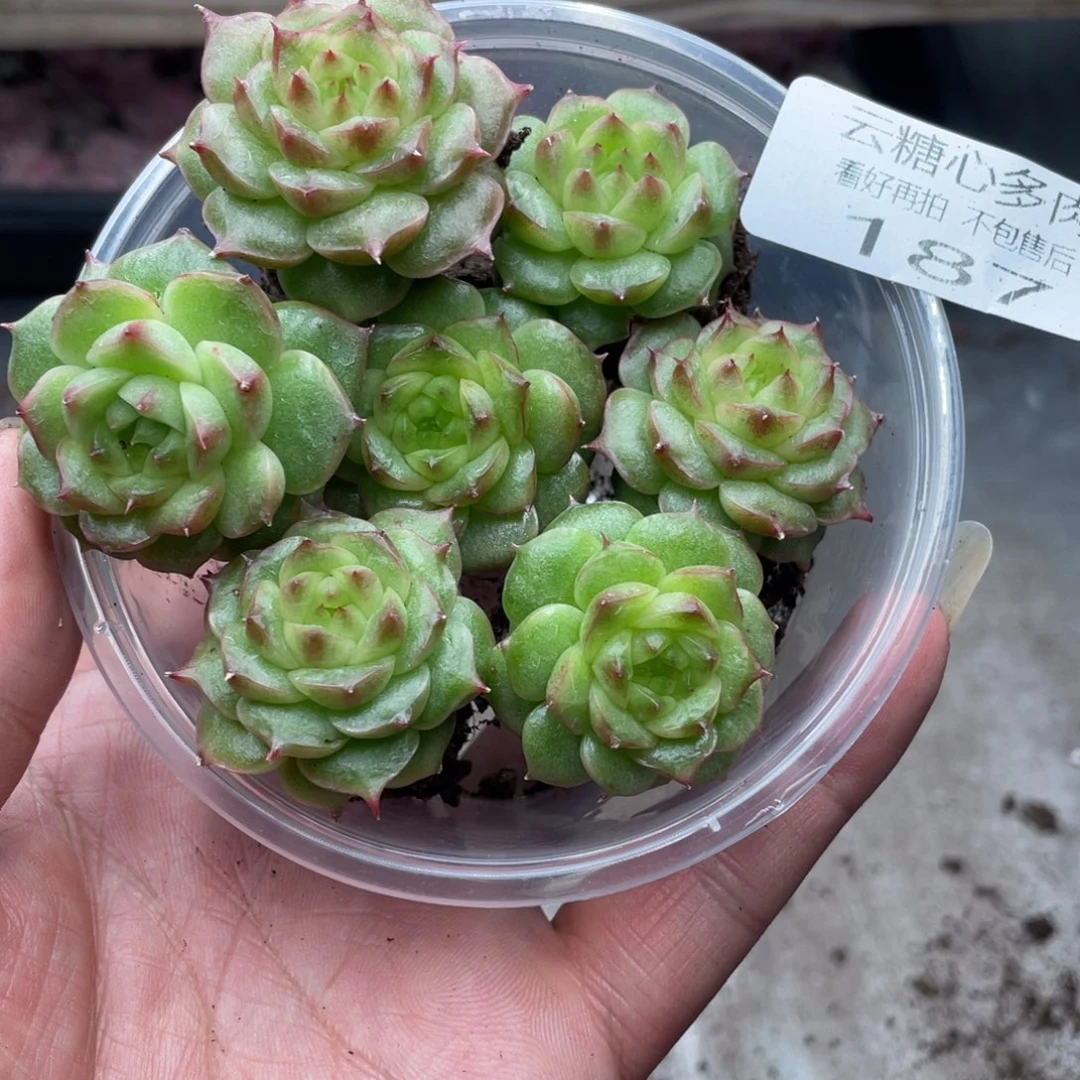 云糖心多肉植物187