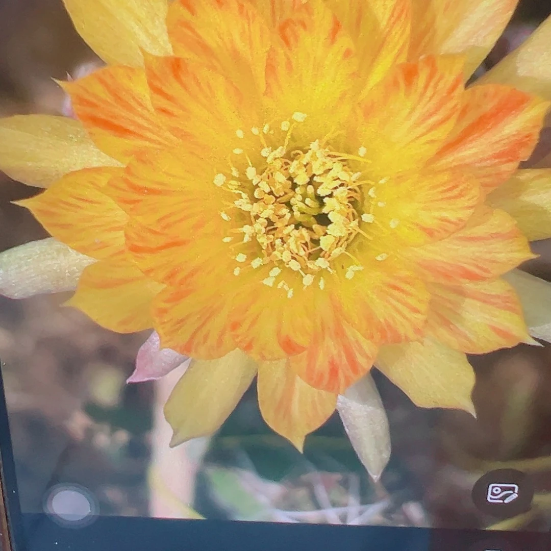 丽花黄羽 侧芽 满20包邮