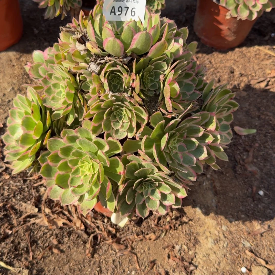 976孔雀翎。多肉植物