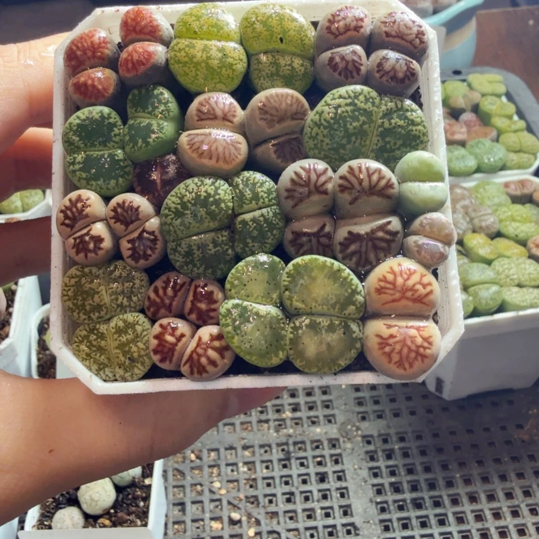 多肉植物和植物的生长526