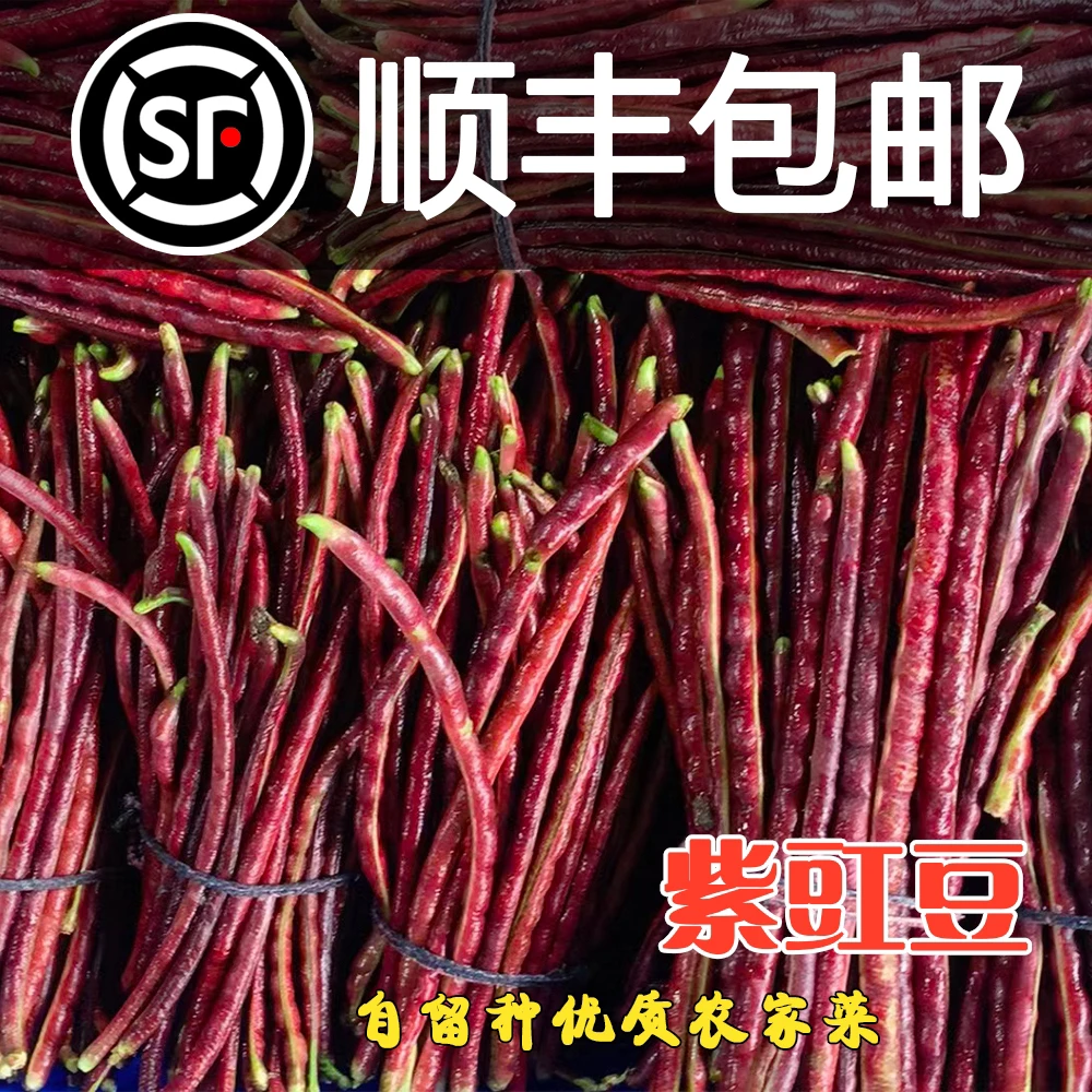 江苏东台红豇豆 紫豇豆肉豇豆当天现摘现3斤 5斤顺丰包邮