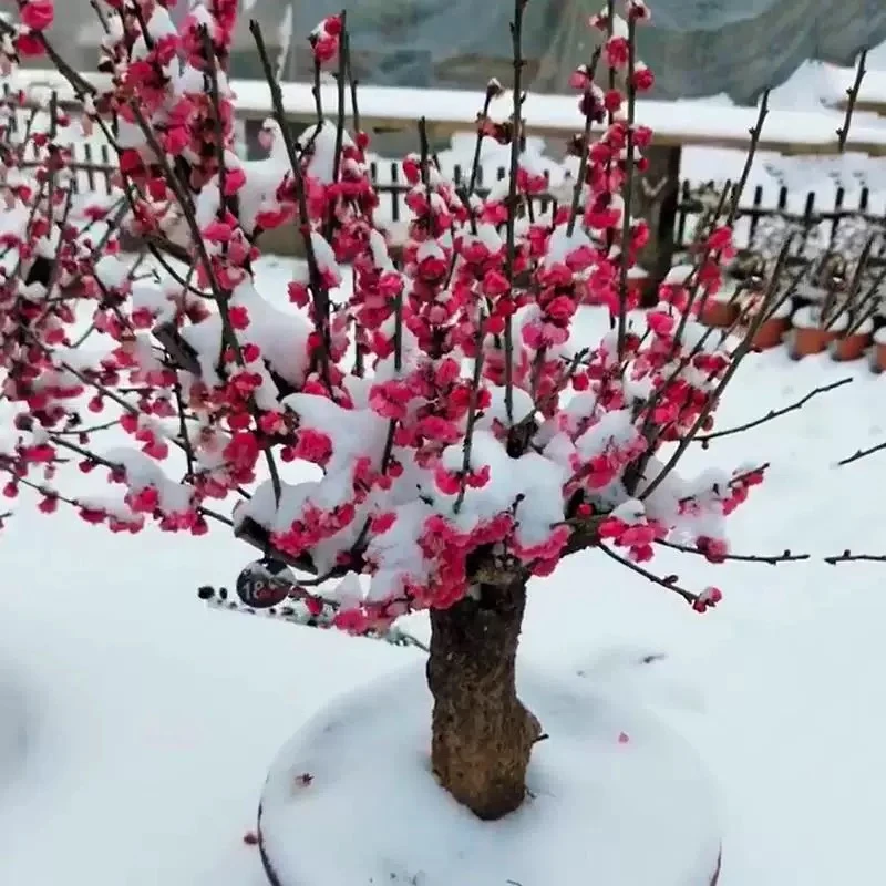 【捡漏价】梅花盆栽老桩红梅盆景花卉耐寒植物室内阳台庭院