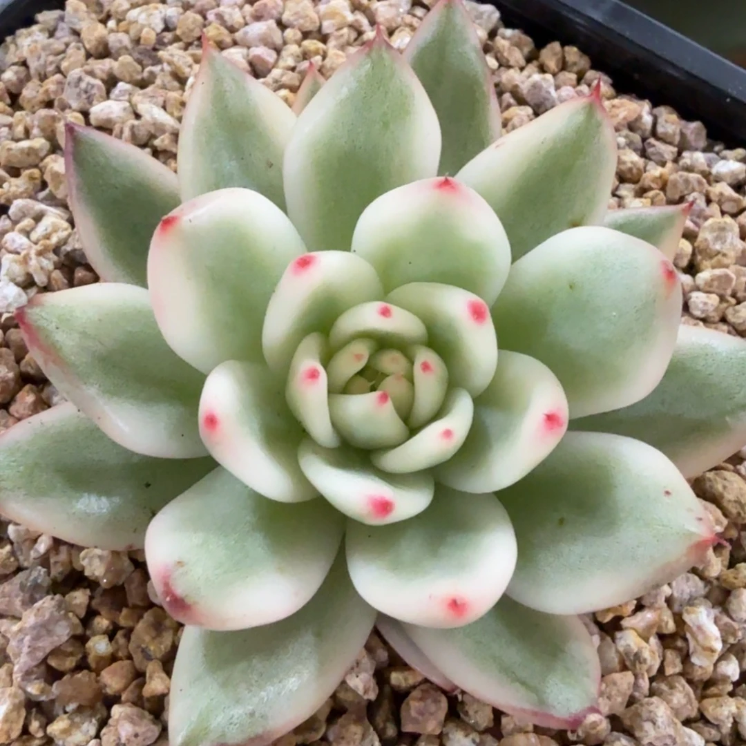 摩根宽锦，锦上园艺一物一拍