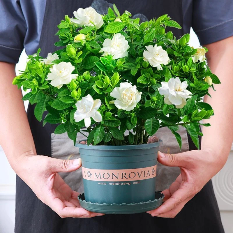 【特大盆栀子花】丛生香水重瓣盆栽花卉植物室内带花苞花卉绿植盆栽