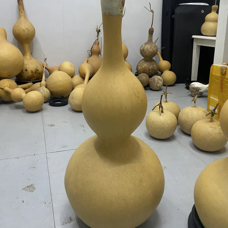 大八宝葫芦40公分到70公分葫芦籽10颗