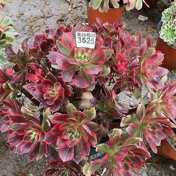 3525 一颗男神法师